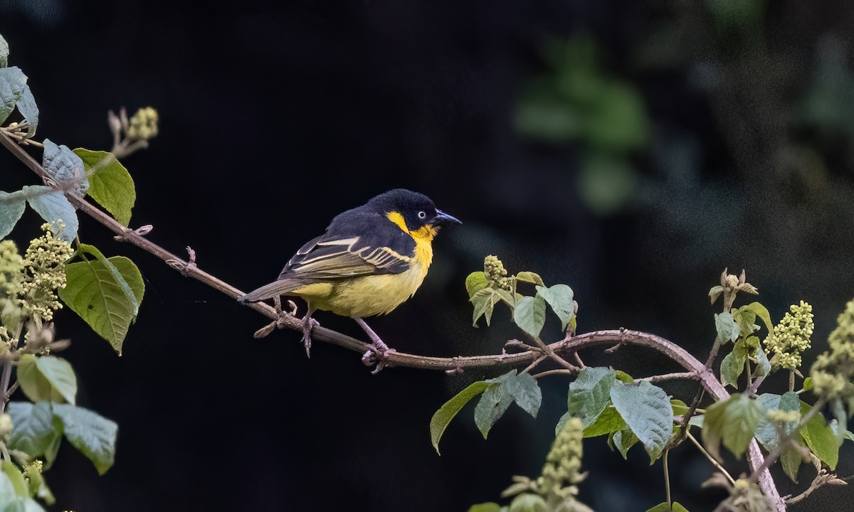 Baglafecht Weaver - ML637858693
