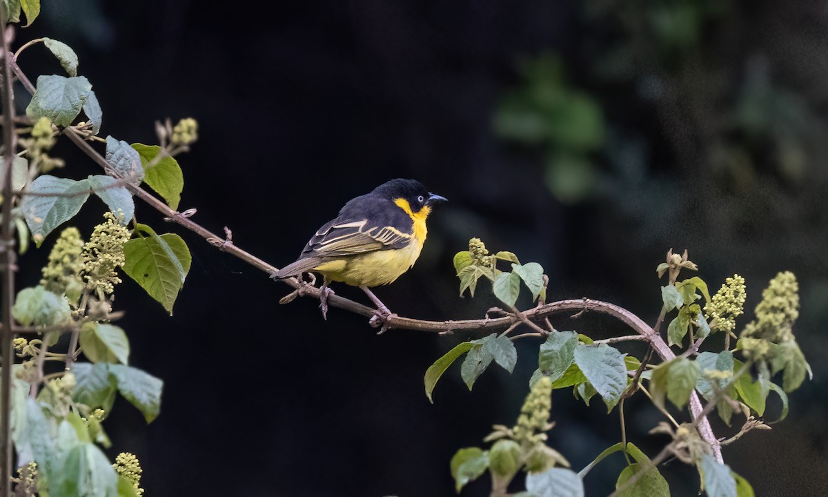 Baglafecht Weaver - ML637858694
