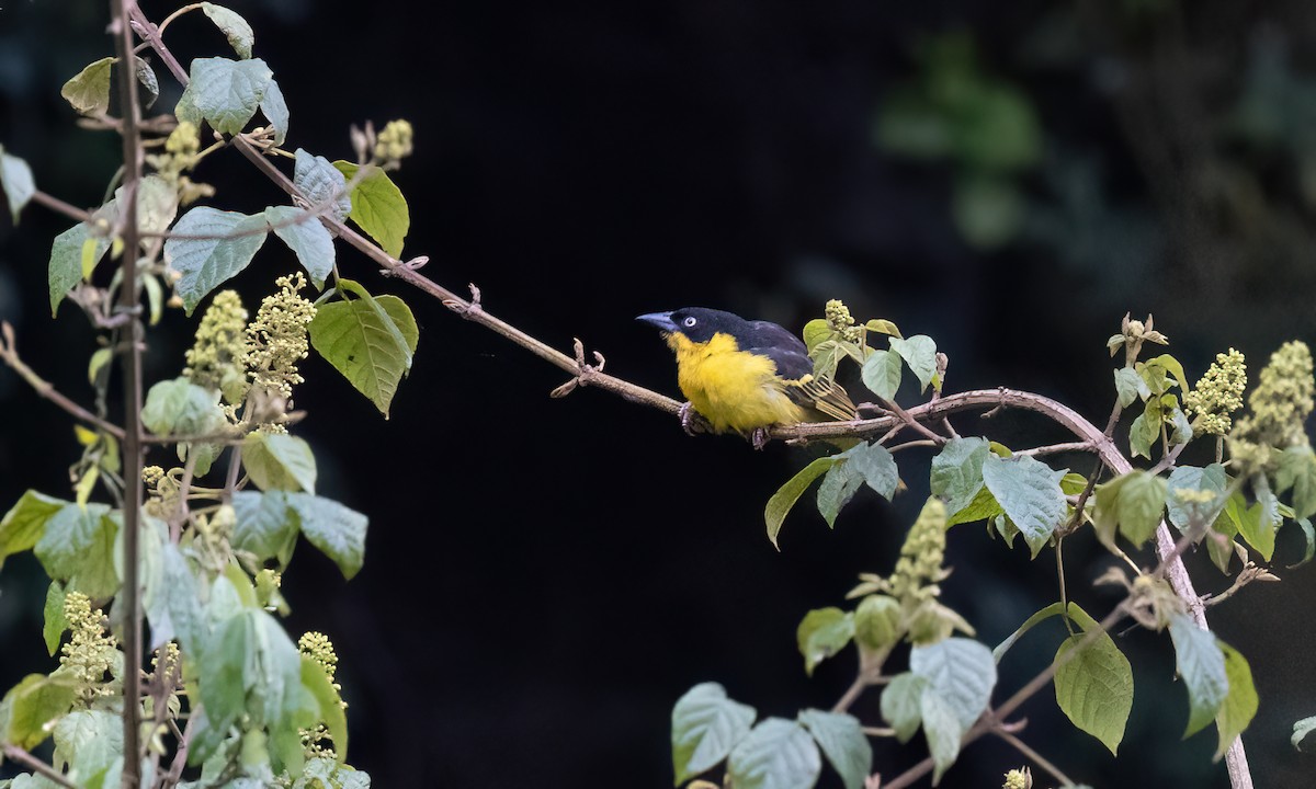 Baglafecht Weaver - ML637858695