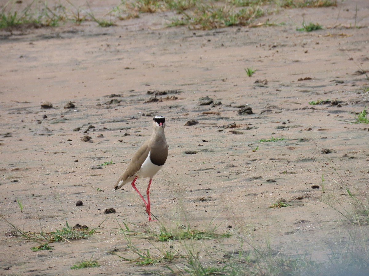 Crowned Lapwing - ML637858751