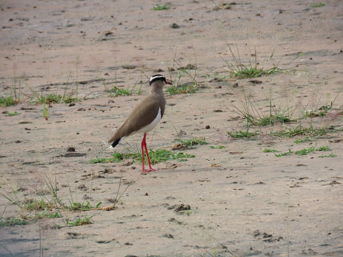 Crowned Lapwing - ML637858753