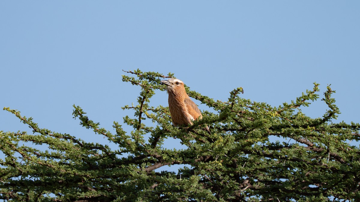 Purple Roller - ML637858816