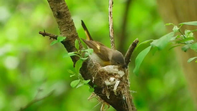 American Redstart - ML637858825