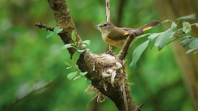 American Redstart - ML637858826