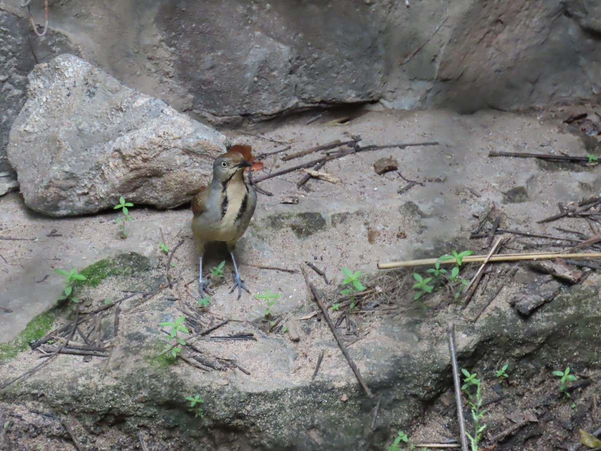 Collared Palm-Thrush - ML637858840