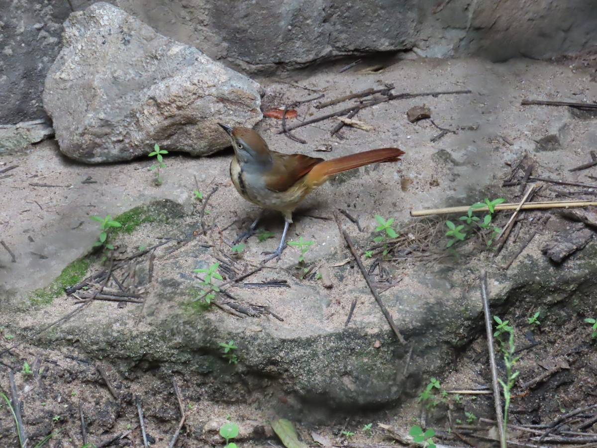 Collared Palm-Thrush - ML637858847