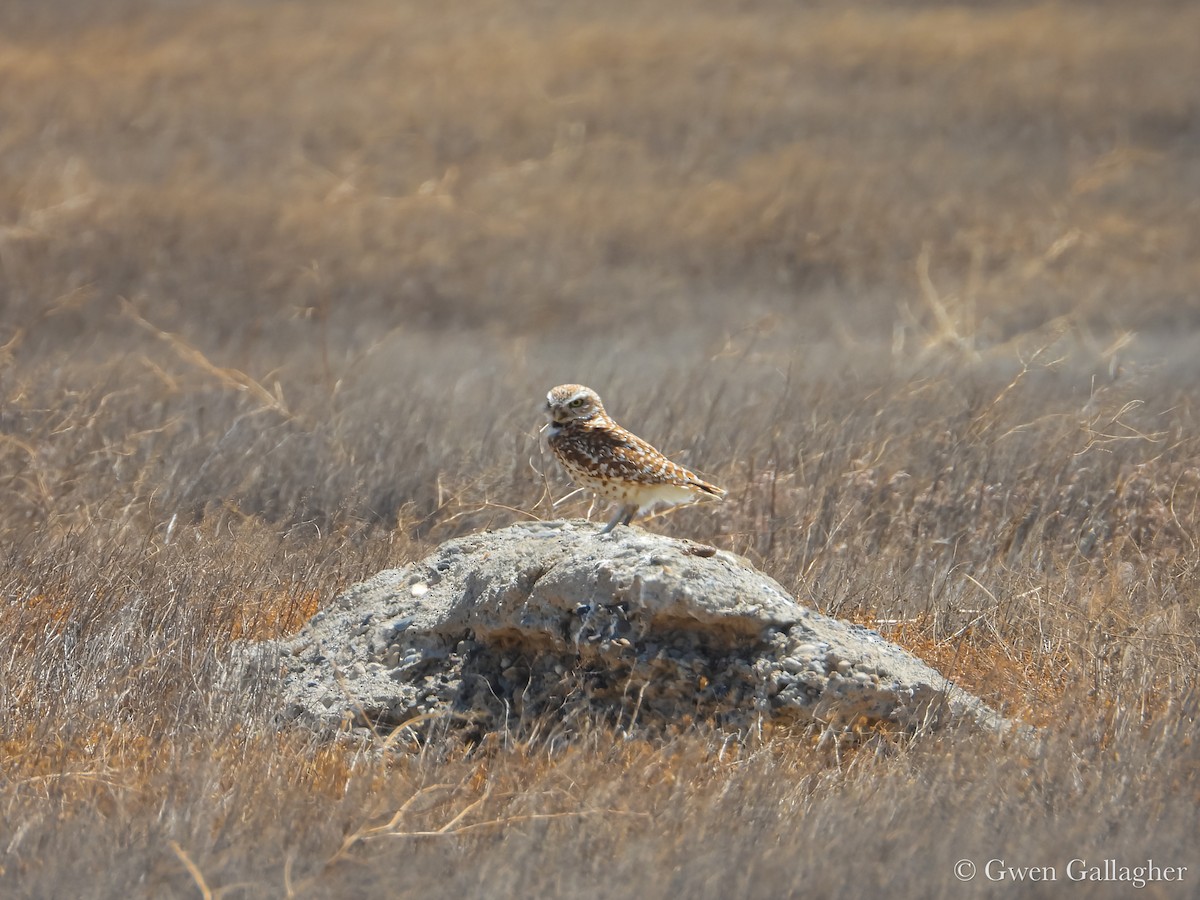 Burrowing Owl - ML637858850