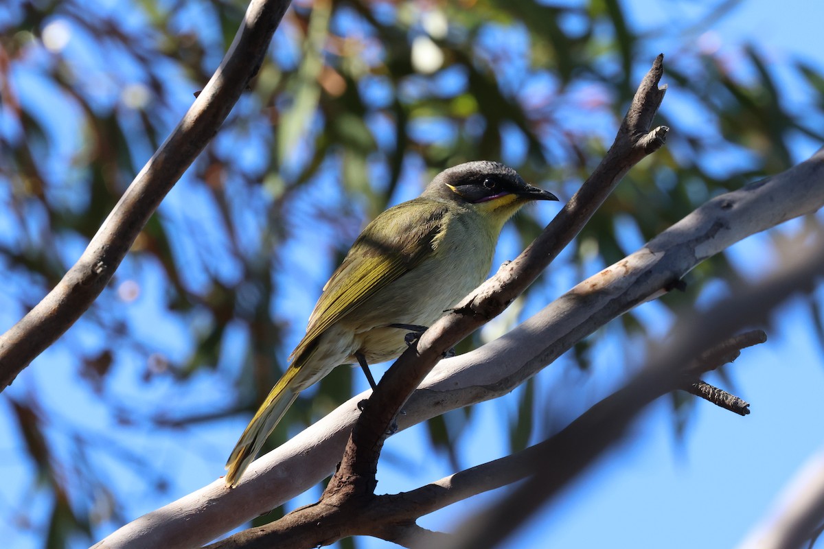 Purple-gaped Honeyeater - ML637858854
