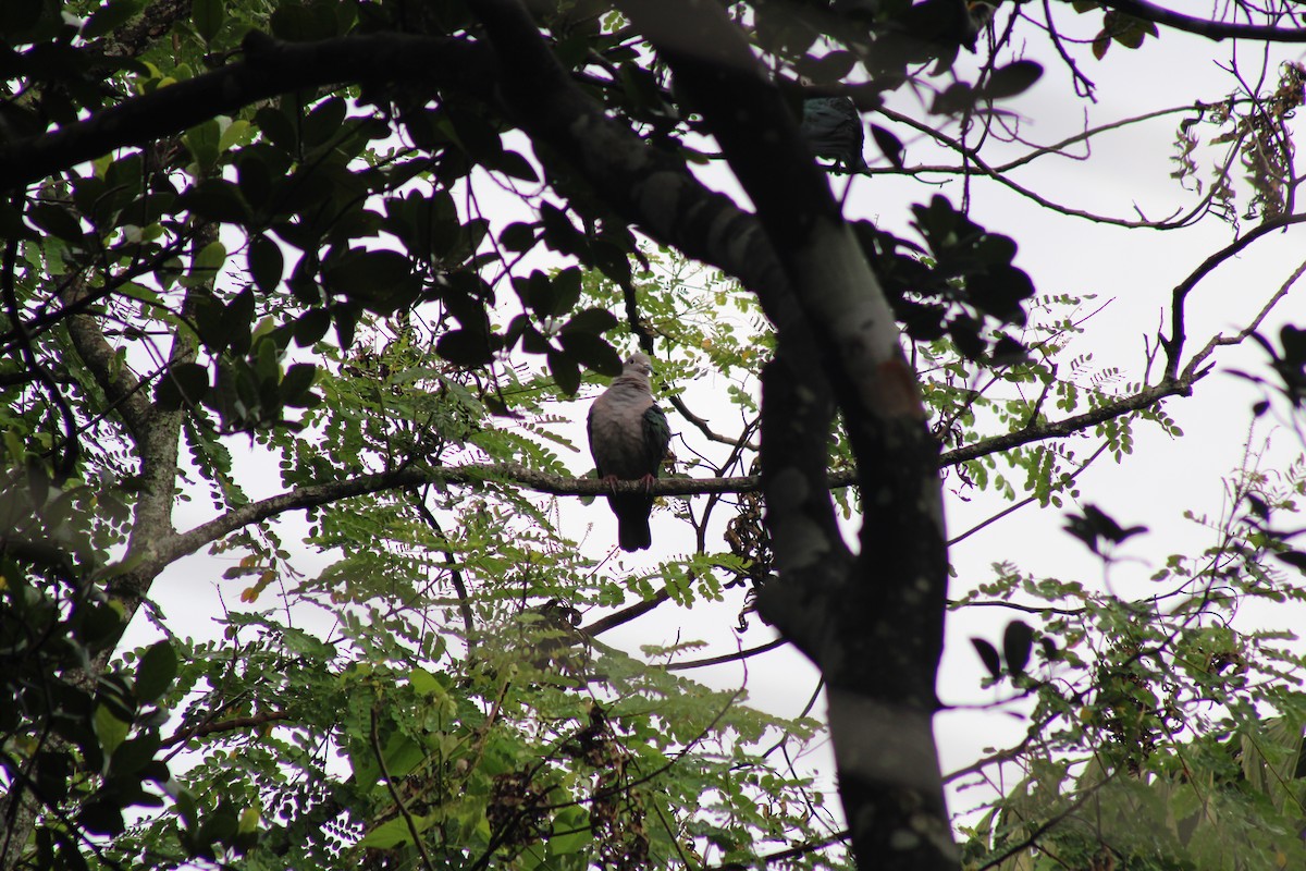 Green Imperial-Pigeon - ML637858899