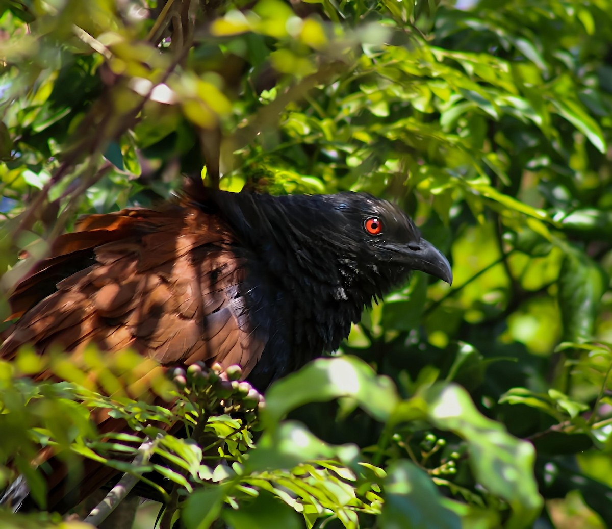 Greater Coucal - ML637858910