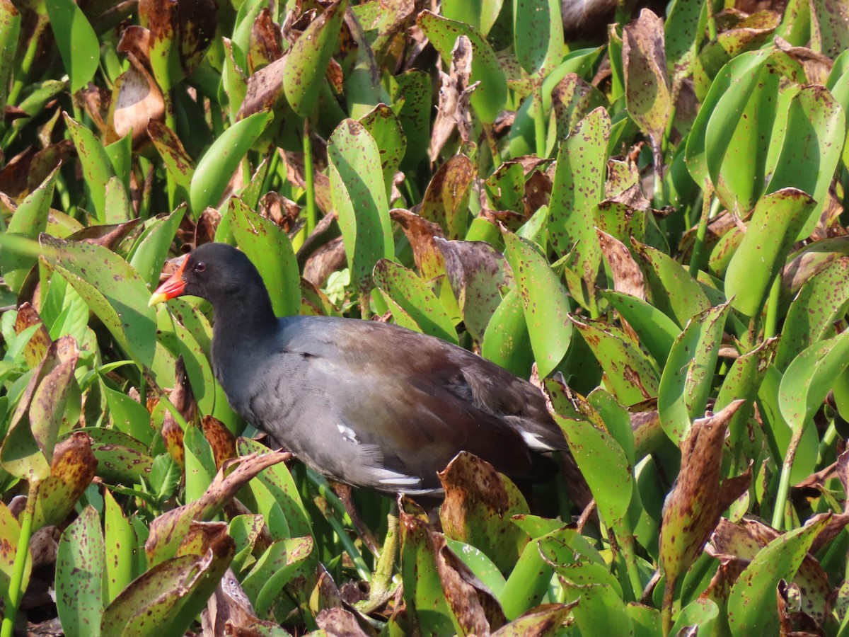 Uroilo amerikarra - ML637858920
