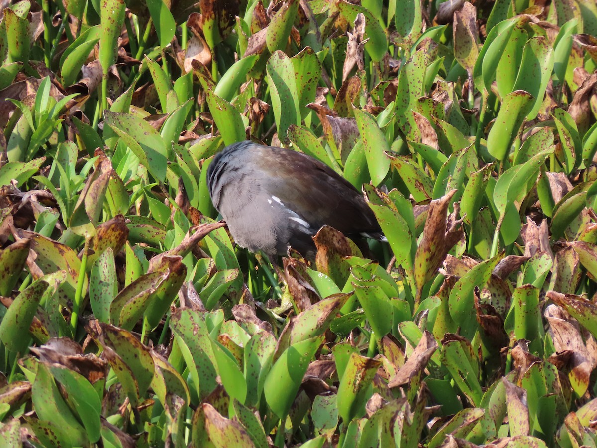 Uroilo amerikarra - ML637858923