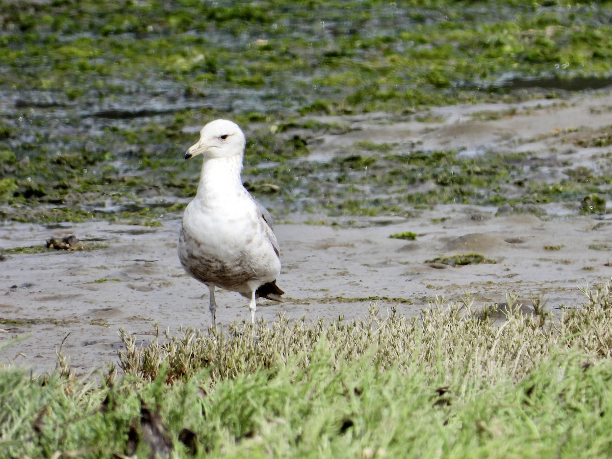 California Gull - ML637858934