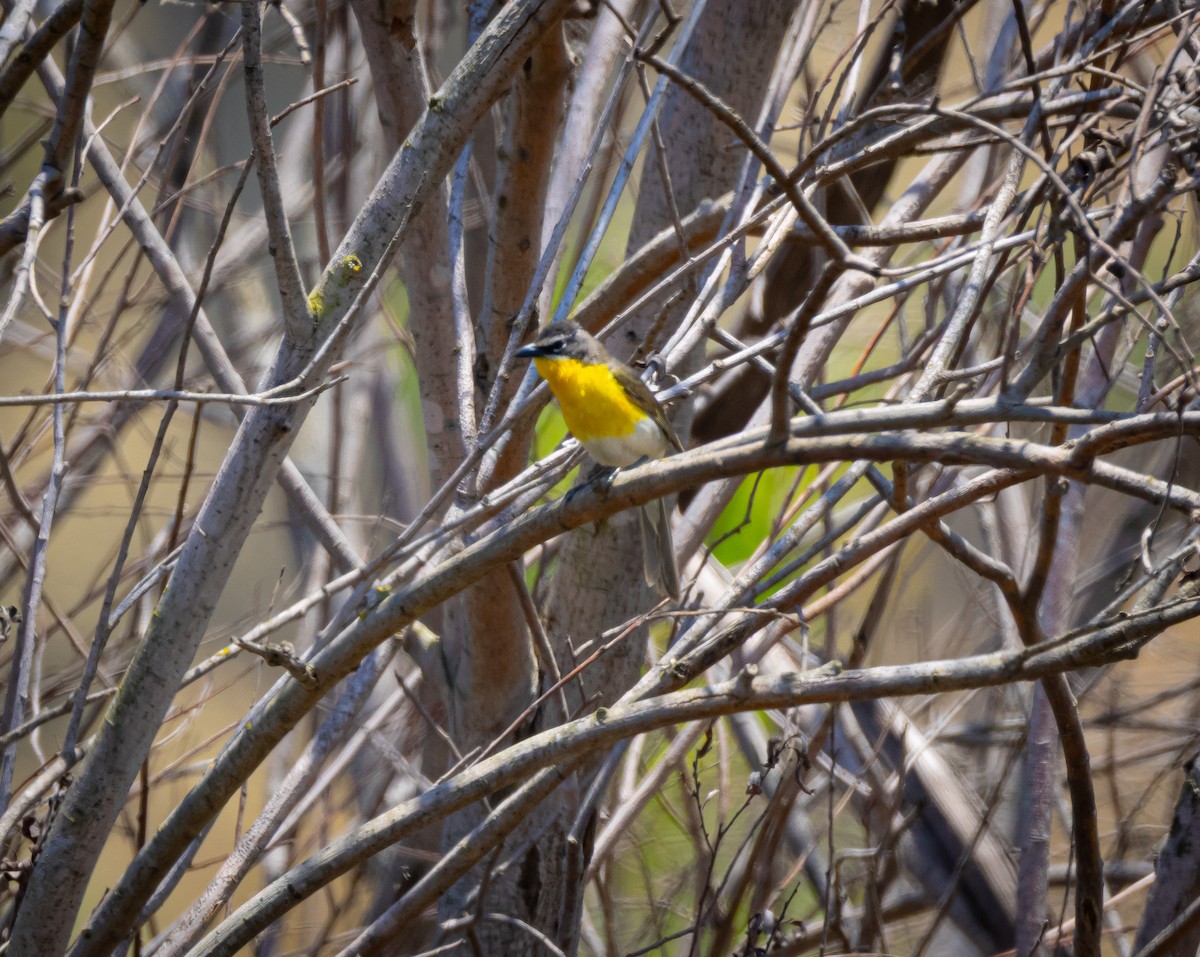 Yellow-breasted Chat - ML637858935
