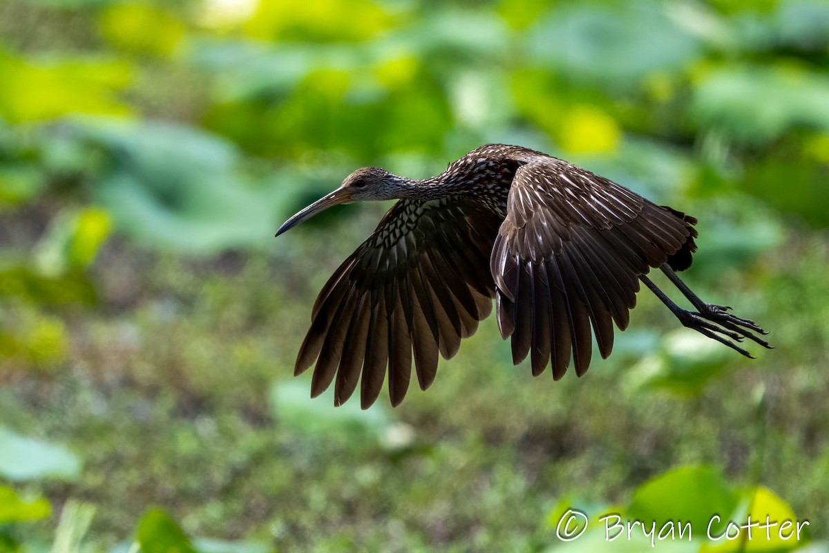 Limpkin - ML637858938