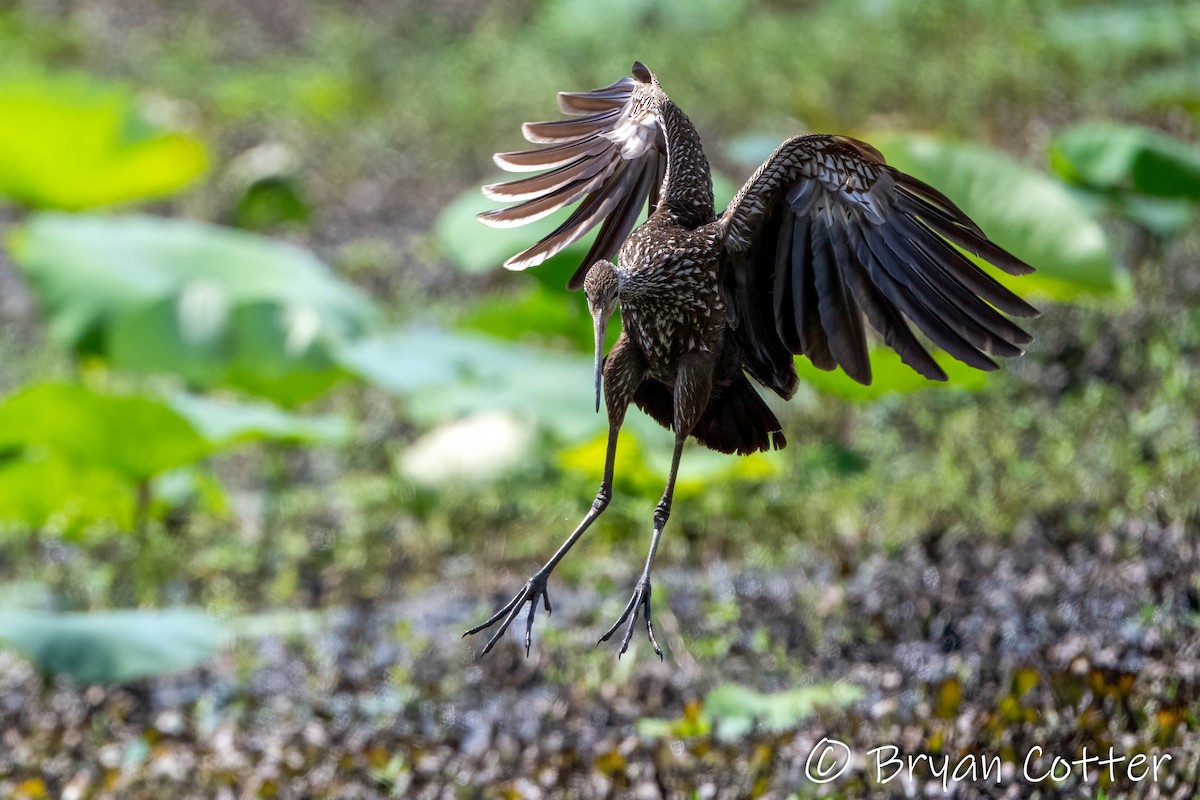 Limpkin - ML637858939