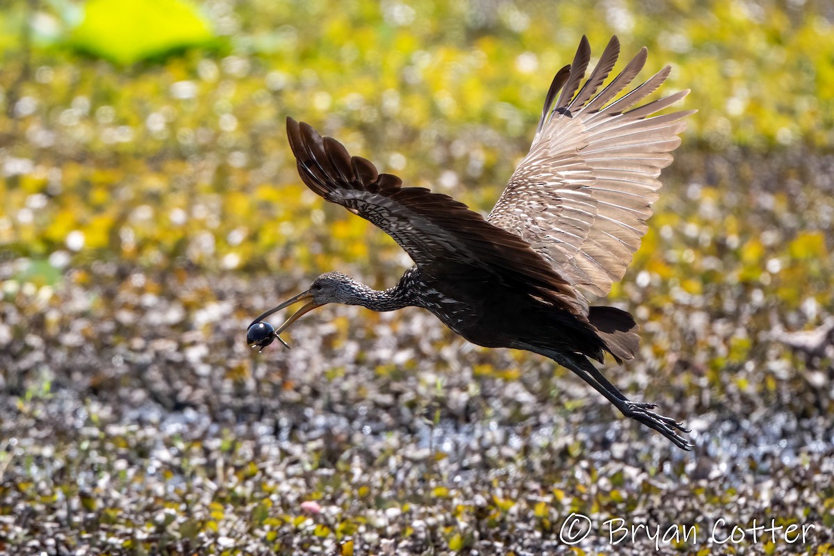 Limpkin - ML637858940