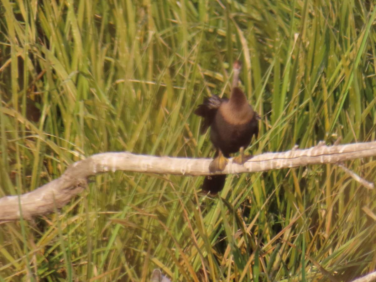 Anhinga amerikarra - ML637858948