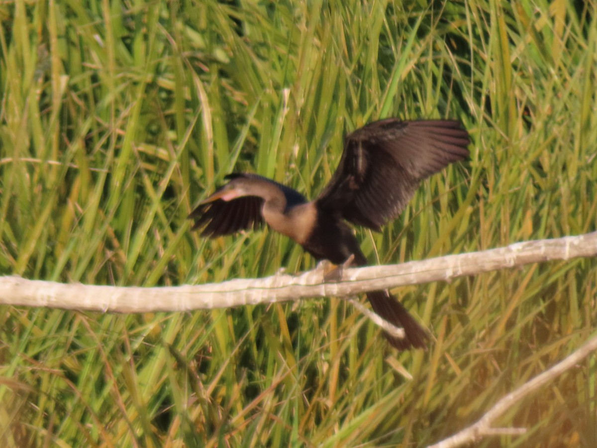 Anhinga amerikarra - ML637858949