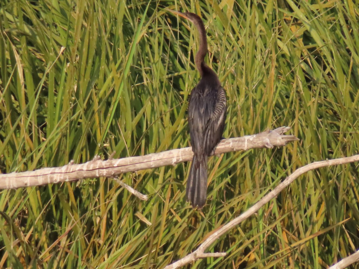 Anhinga amerikarra - ML637858950
