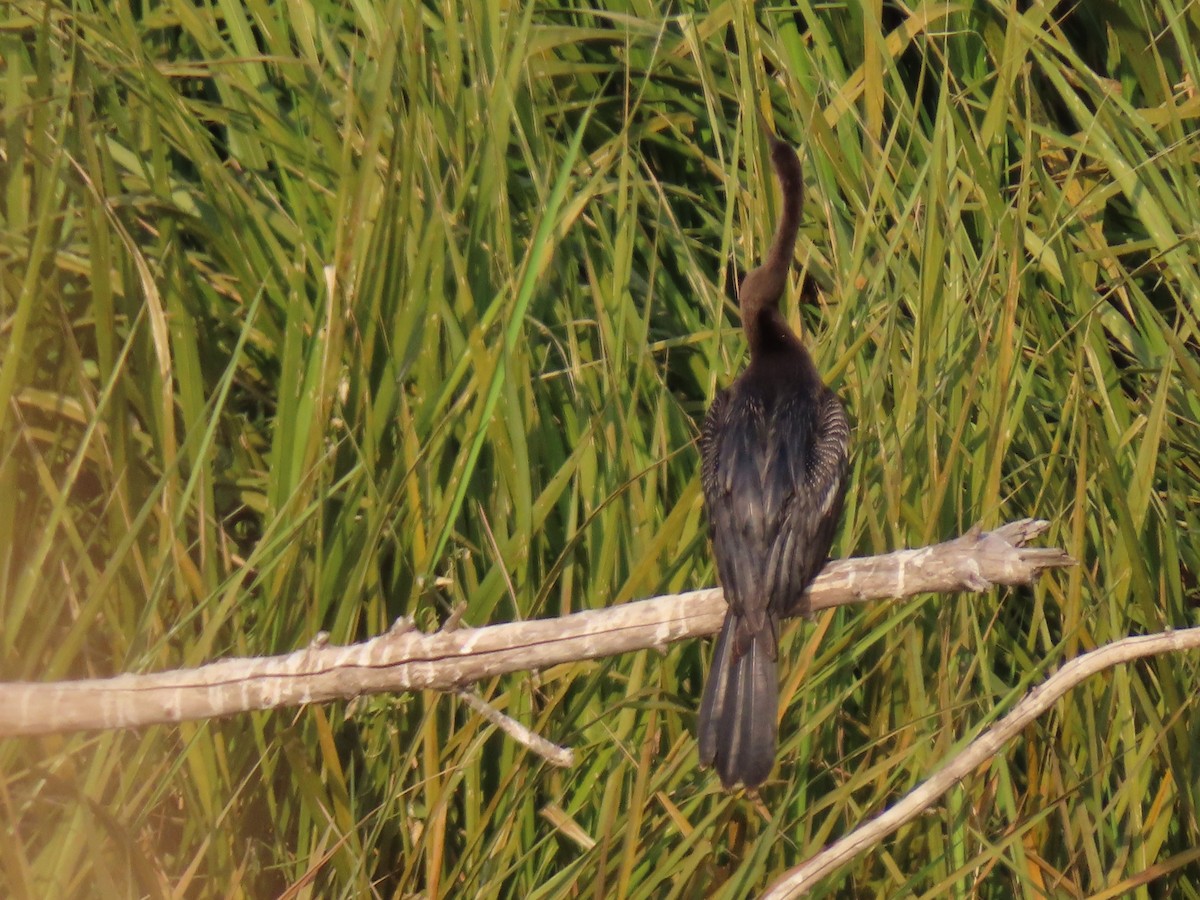 Anhinga amerikarra - ML637858951