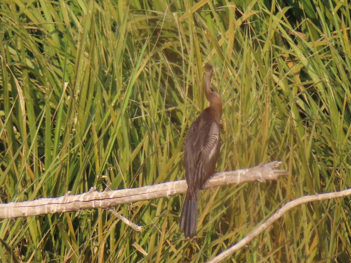 Anhinga amerikarra - ML637858952