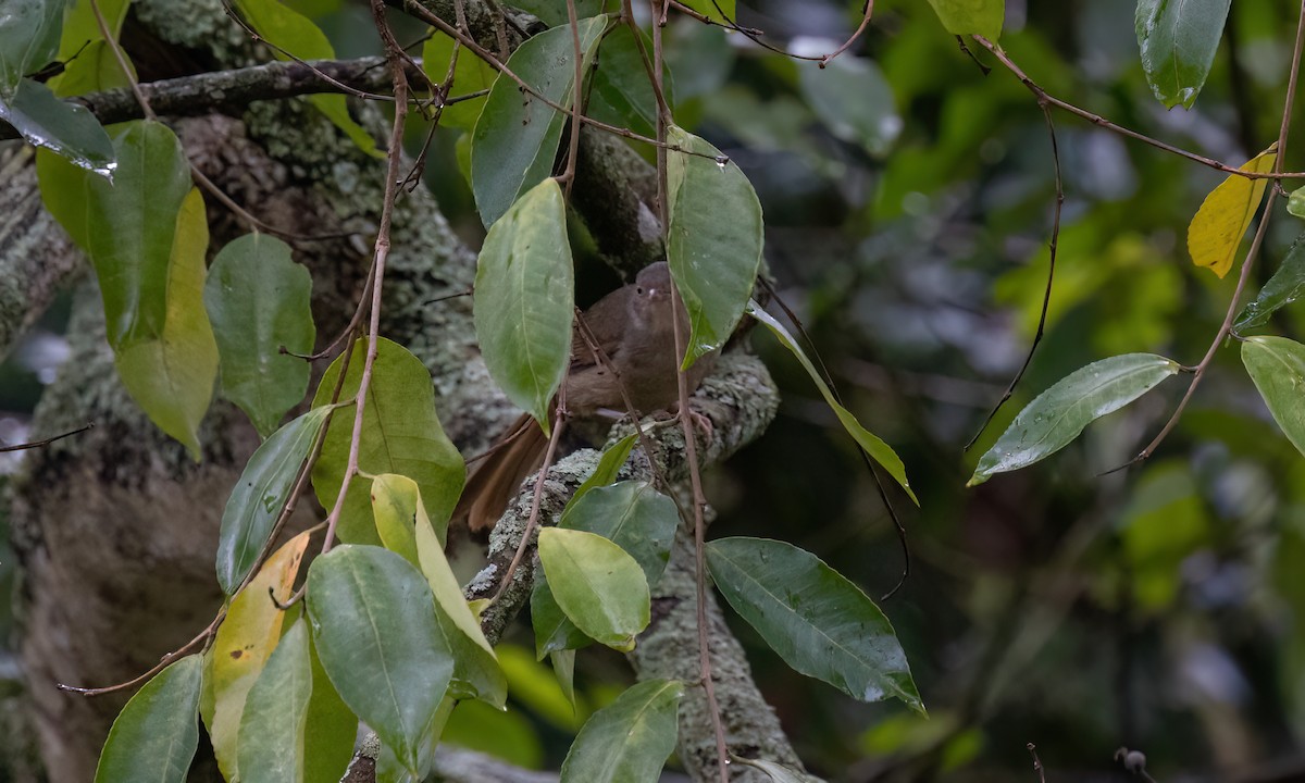Gray-olive Greenbul - ML637858953