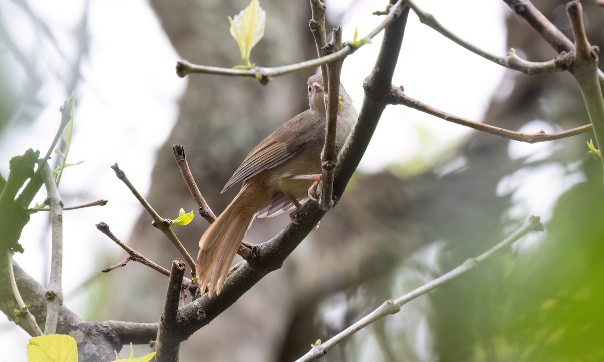 Gray-olive Greenbul - ML637858955