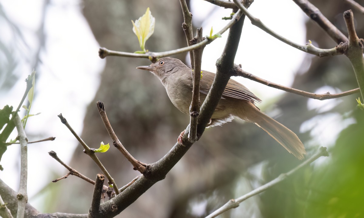 Gray-olive Greenbul - ML637858956