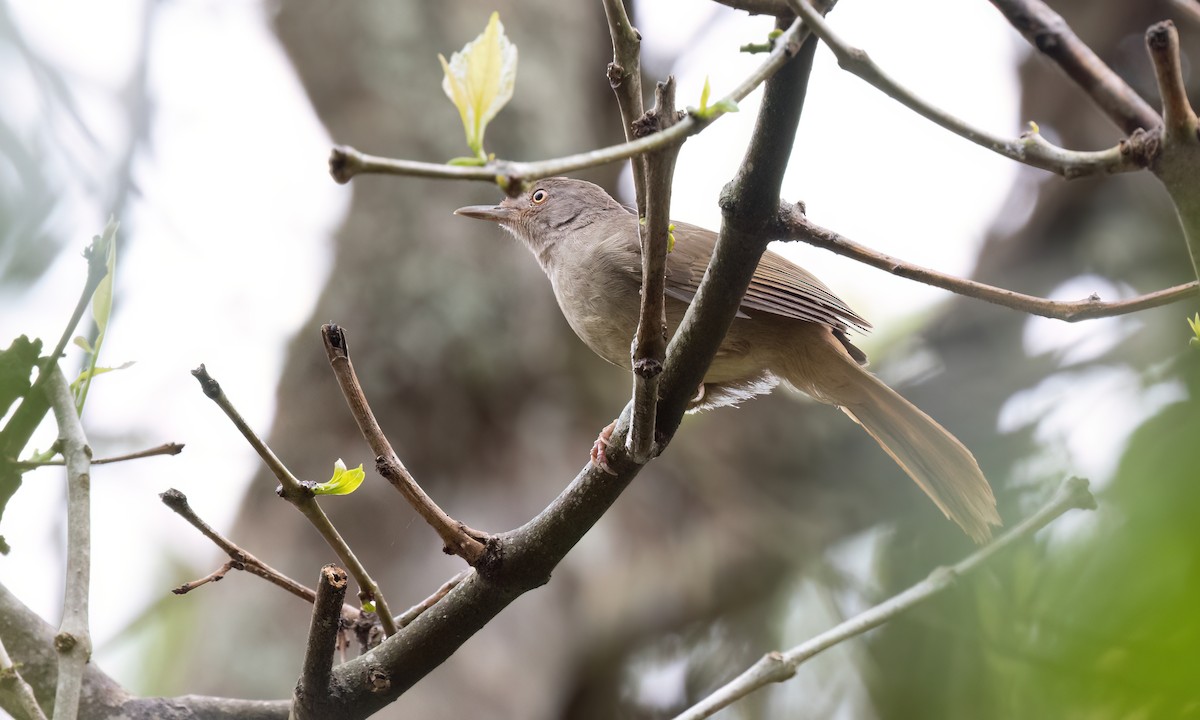 Gray-olive Greenbul - ML637858957