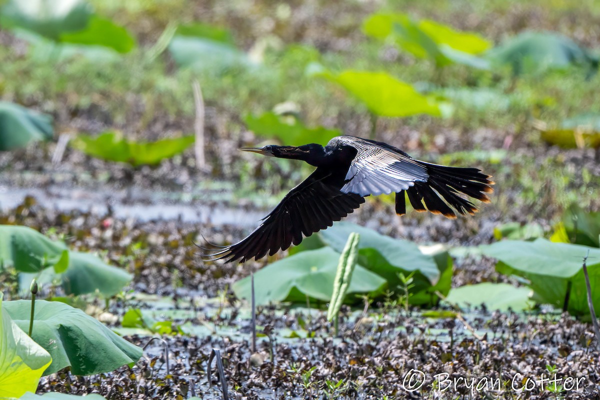 Anhinga amerikarra - ML637858958