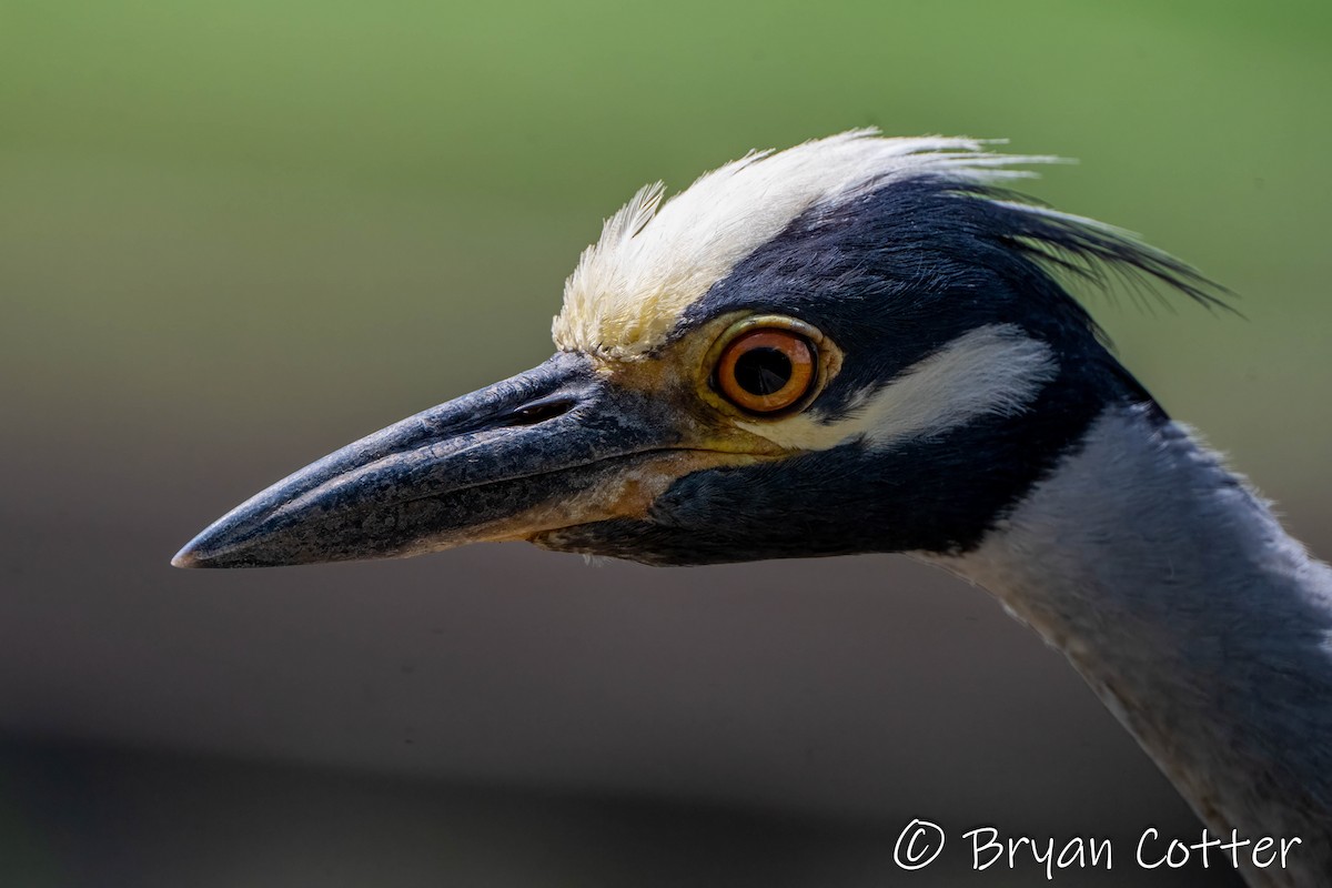 Yellow-crowned Night Heron - ML637858961