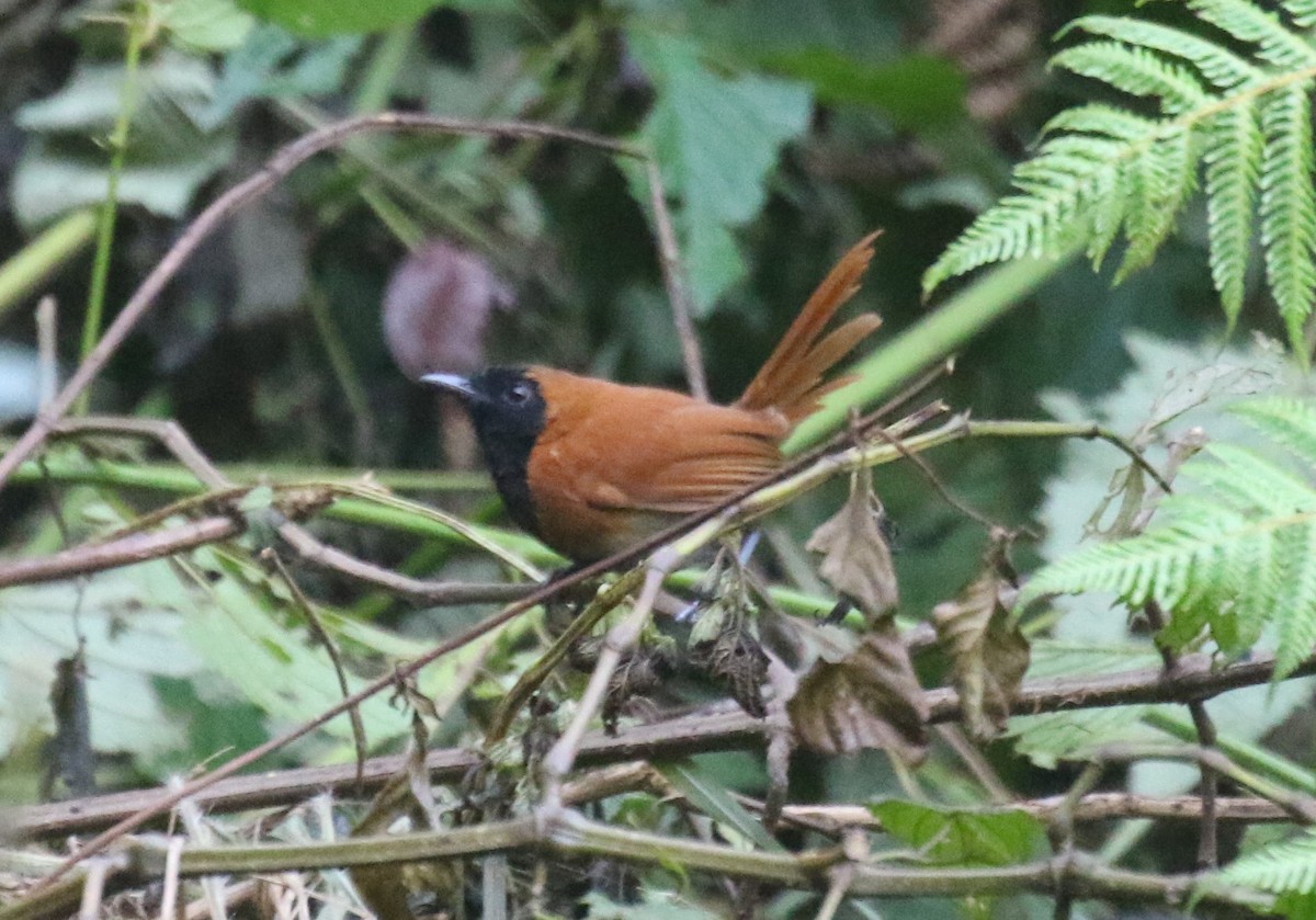 Black-faced Rufous-Warbler - ML637858967