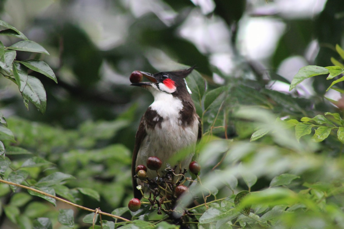 Red-whiskered Bulbul - ML637858971