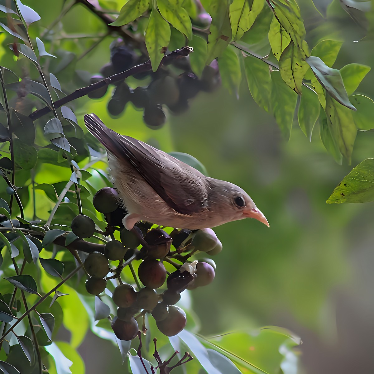 Pale-billed Flowerpecker - ML637858985