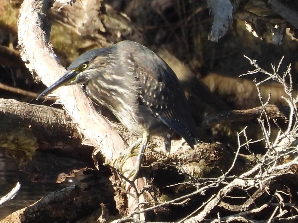 Striated Heron - ML637858992