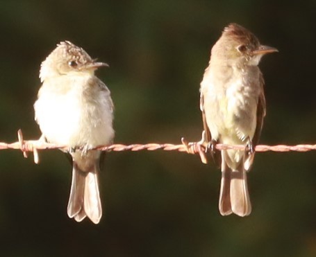 Northern Tropical Pewee - ML637859079