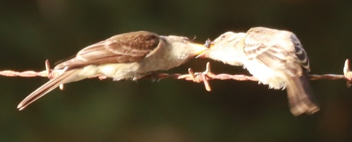 Northern Tropical Pewee - ML637859094