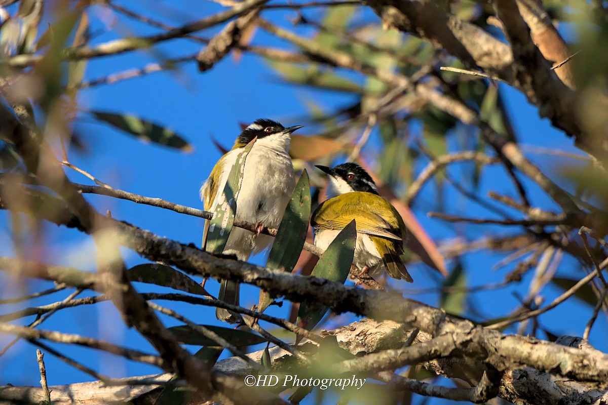 White-throated Honeyeater - ML637859097