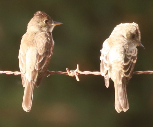 Northern Tropical Pewee - ML637859103