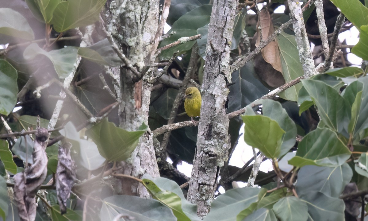 African Citril - ML637859127