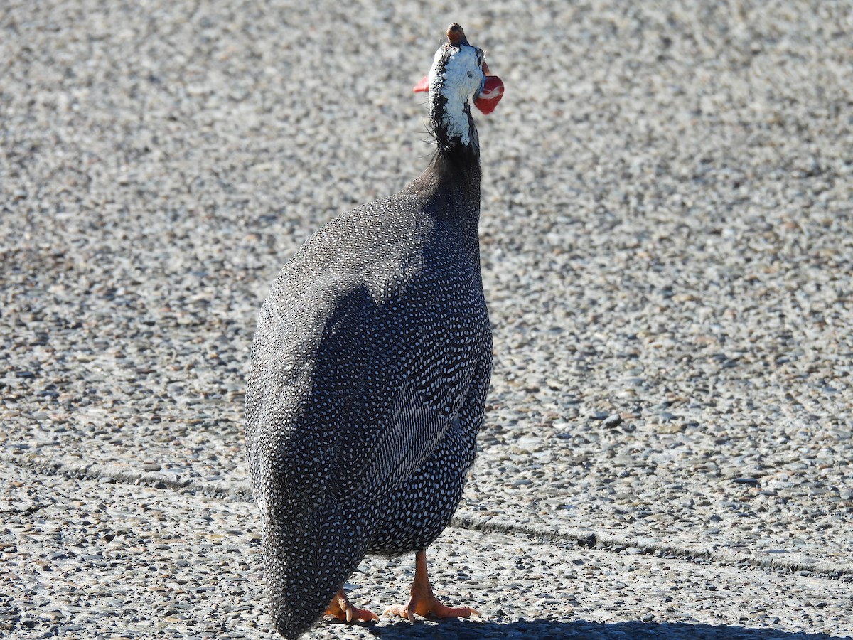 Helmeted Guineafowl (Domestic type) - ML637859128