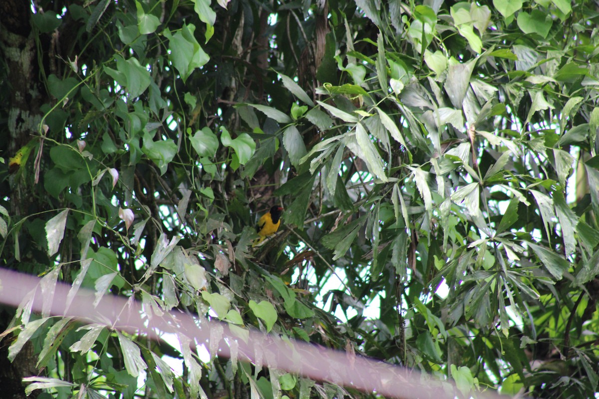 Black-hooded Oriole - ML637859216