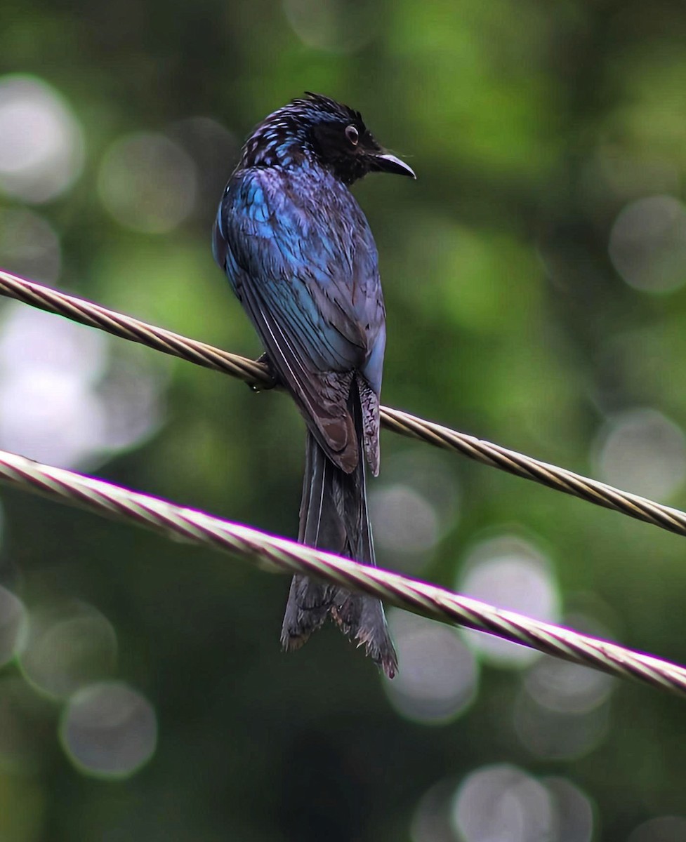 Bronzed Drongo - ML637859239