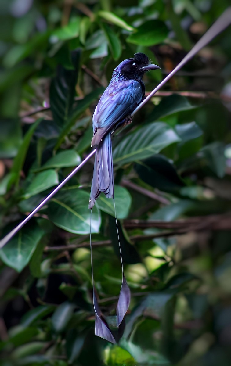Greater Racket-tailed Drongo - ML637859246