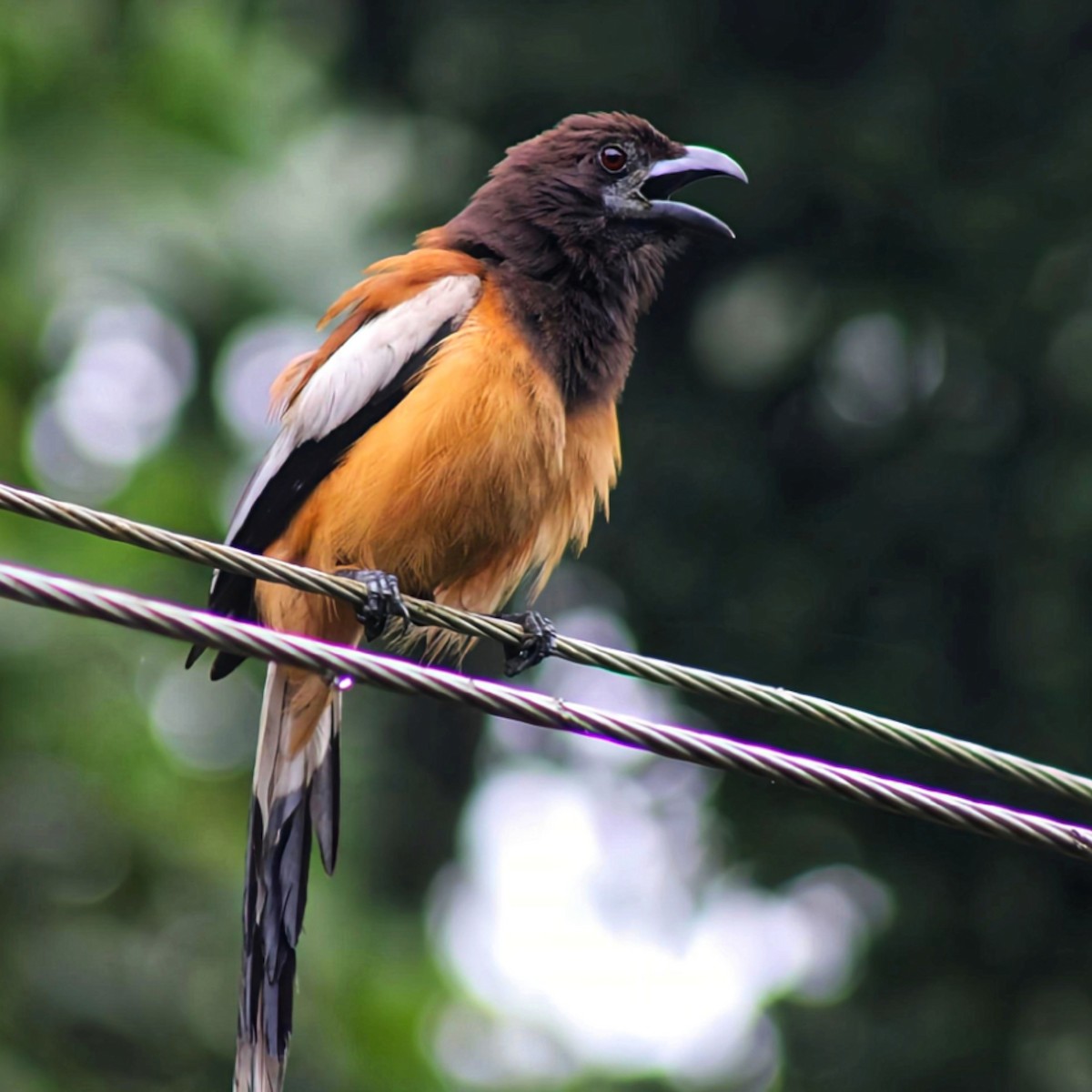 Rufous Treepie - ML637859247