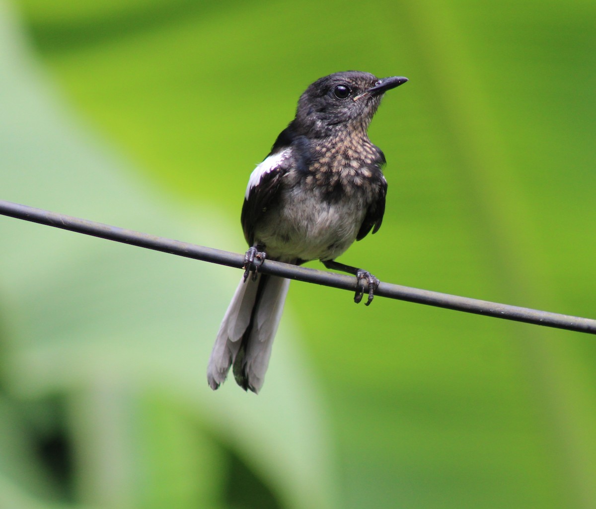 Oriental Magpie-Robin - ML637859257