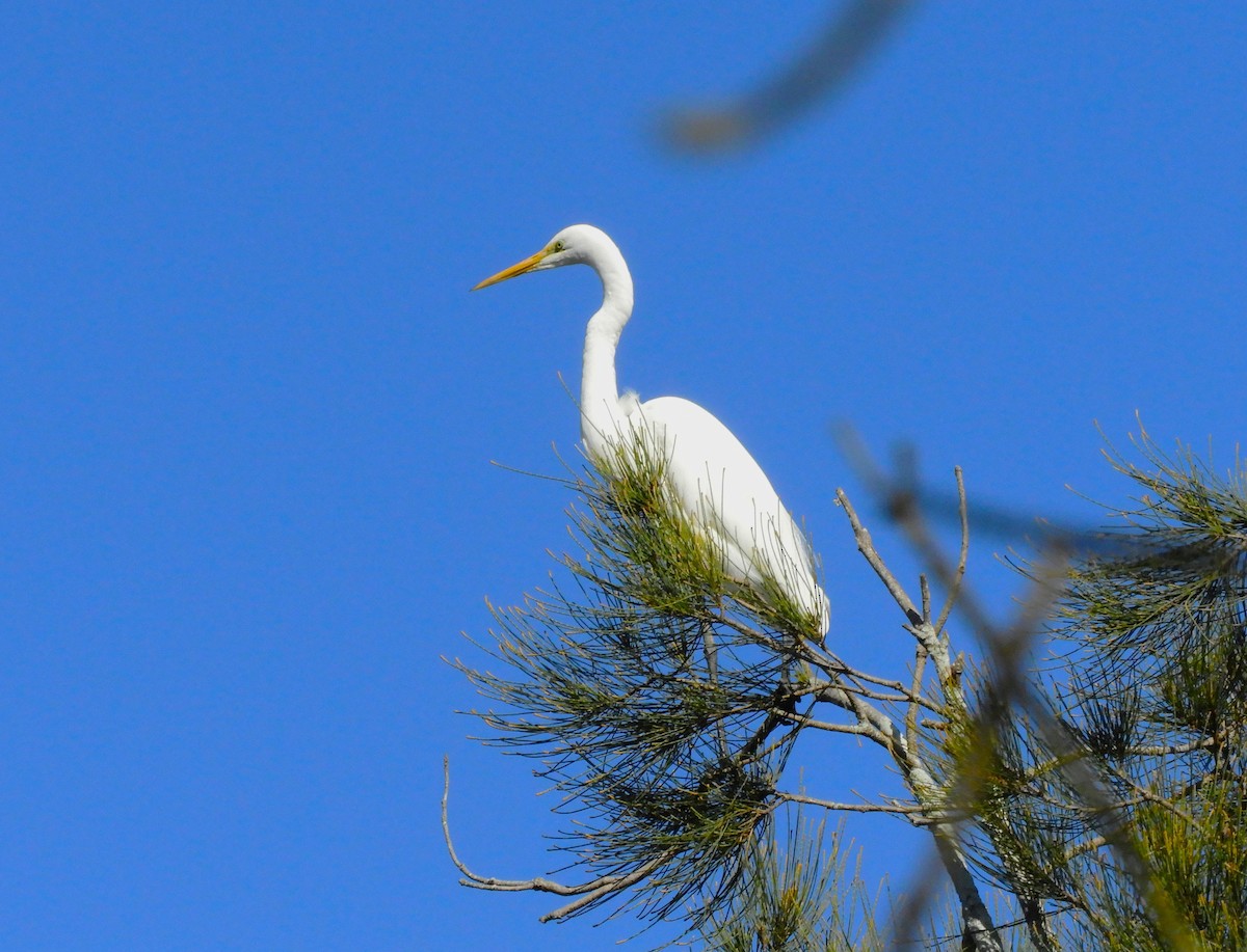 Great Egret - ML637859352