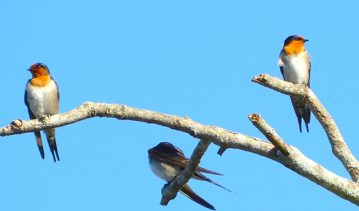 Welcome Swallow - ML637859360