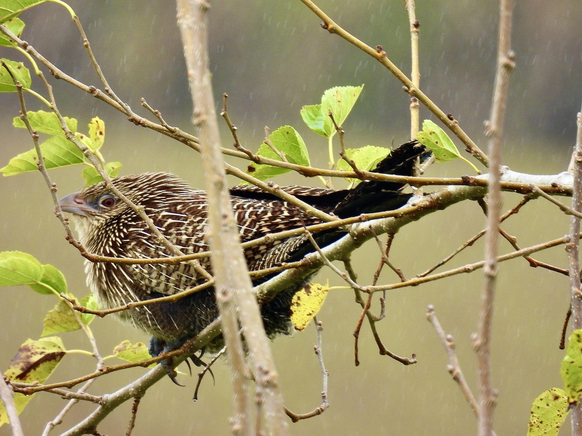 Pheasant Coucal (Pheasant) - ML637859372